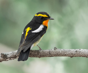 Намнаа (Наран намнаа)